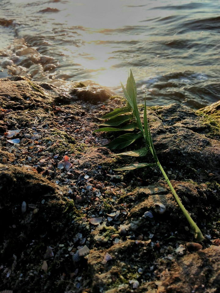 On the river bank