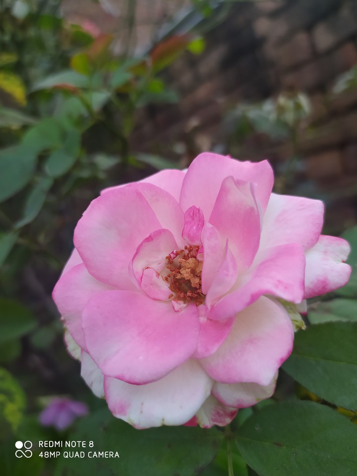 Cross Rose