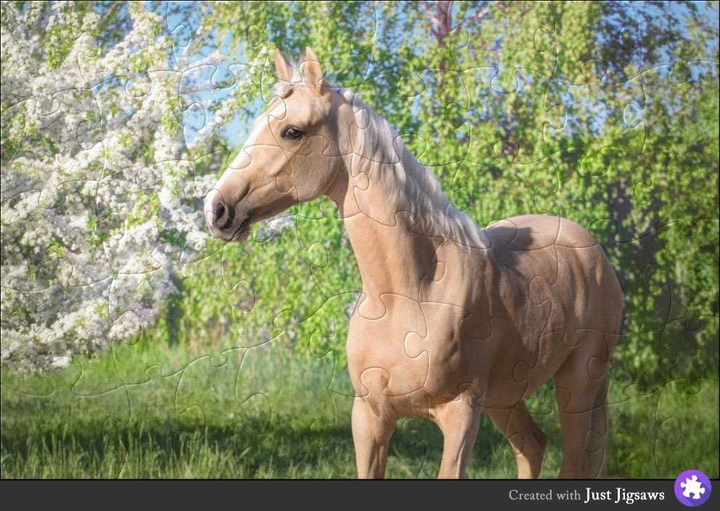 caballo