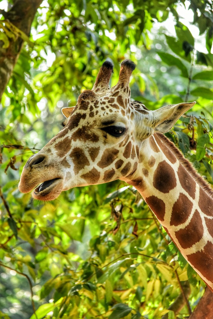 The Beautiful Giraffe