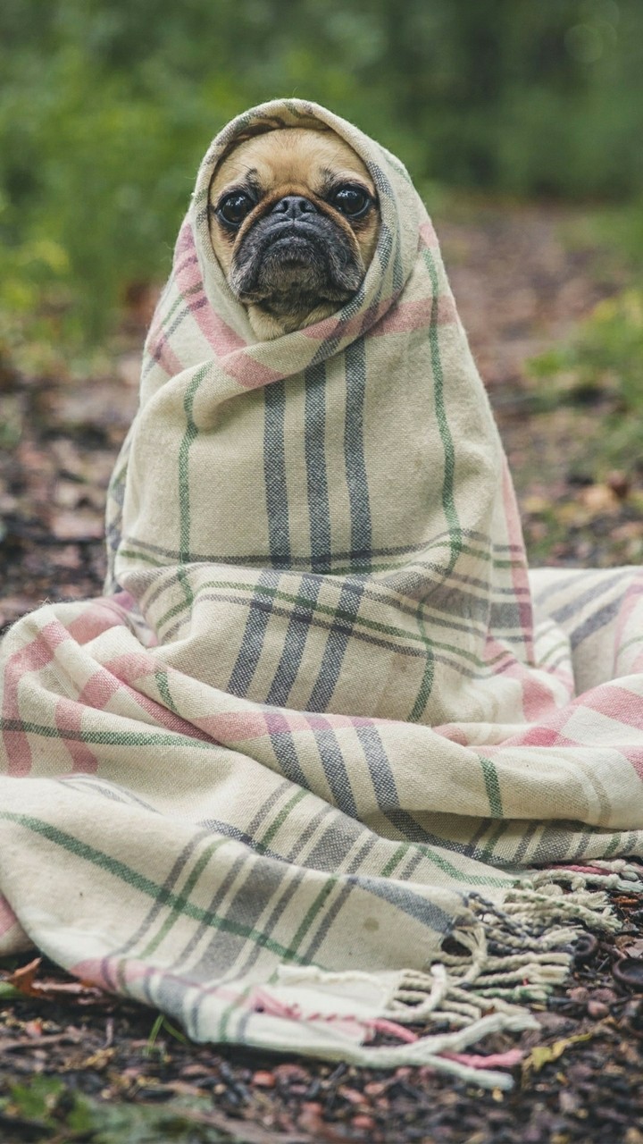 pug