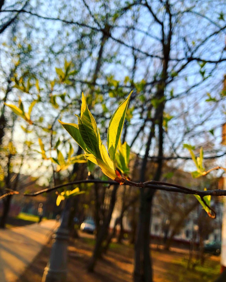 Весна