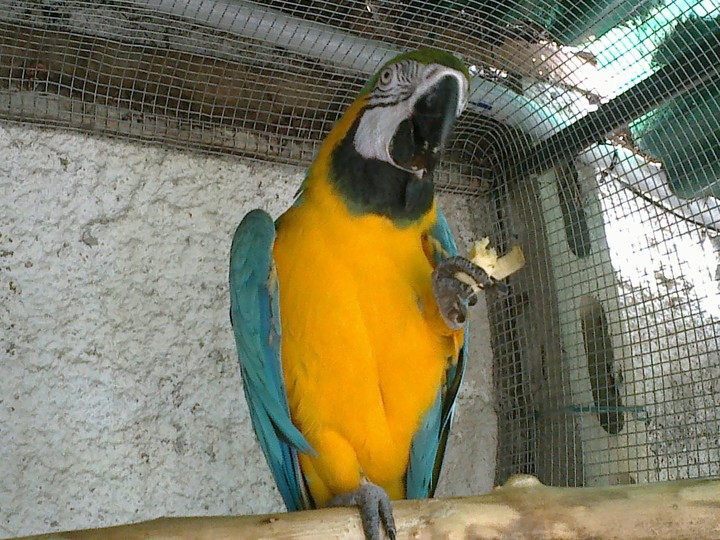 chicca