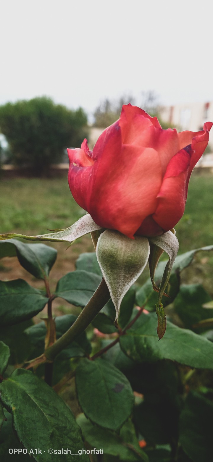 ? Red Rose ?