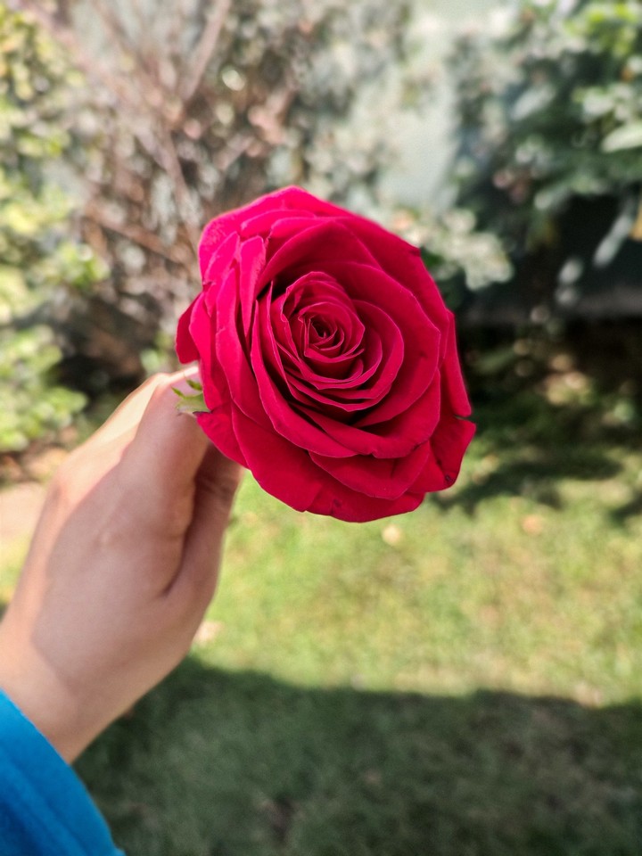 Rosa