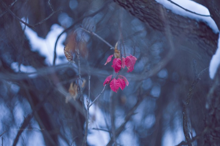 a part of winter forest