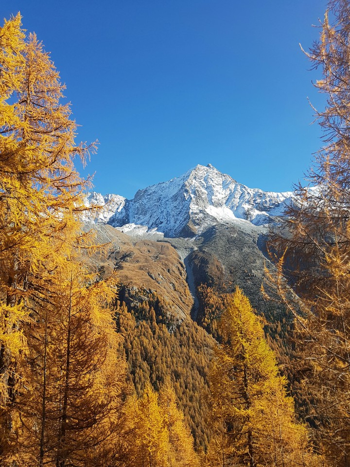 Beautiful automn trees