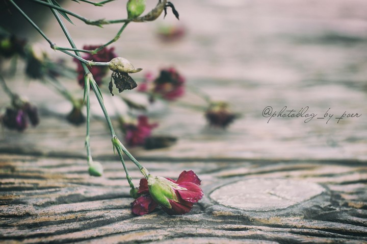 Faded Beauty
