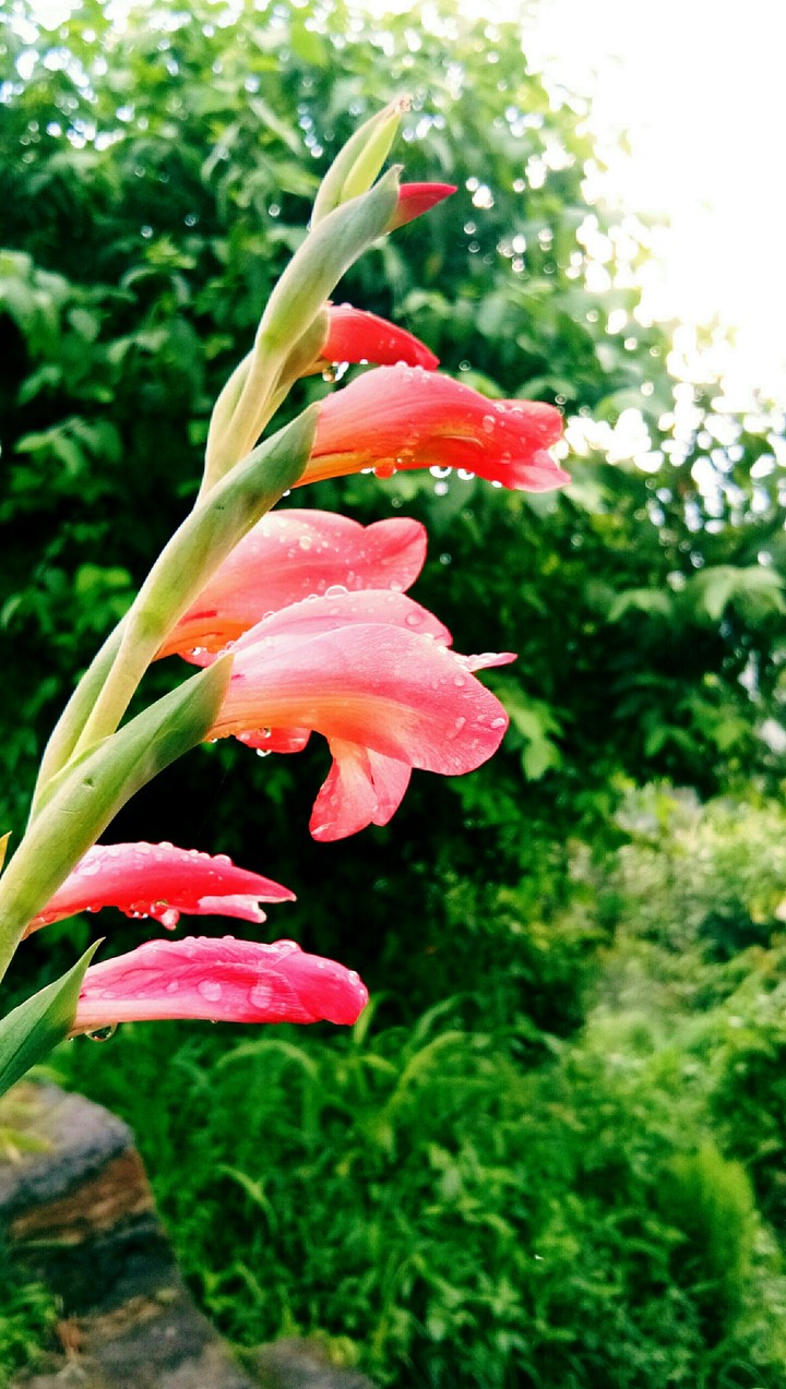 flower