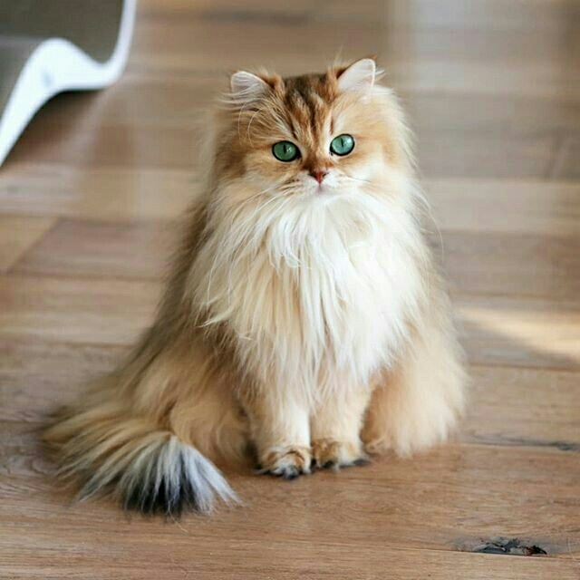 CAT ^_^