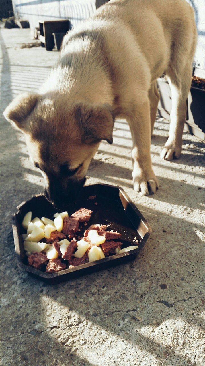 Kangal eat