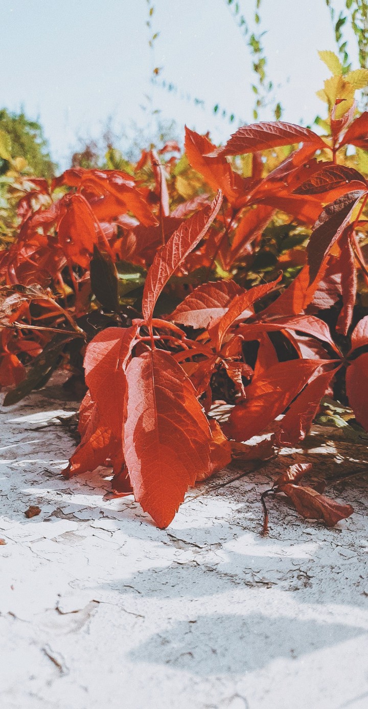 colors of nature