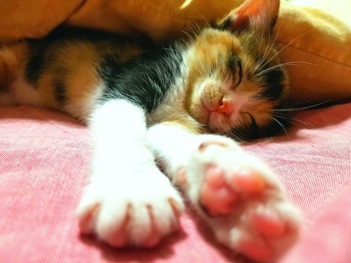 my cat( o´ｪ｀o)