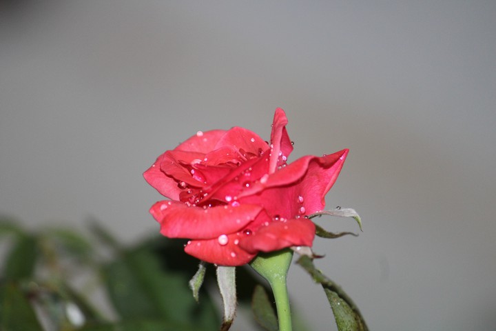 rose