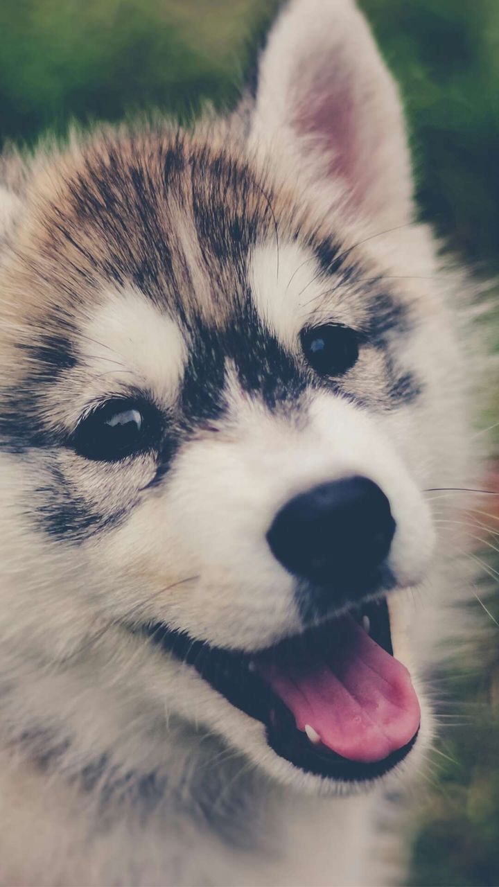 dog or wolf?