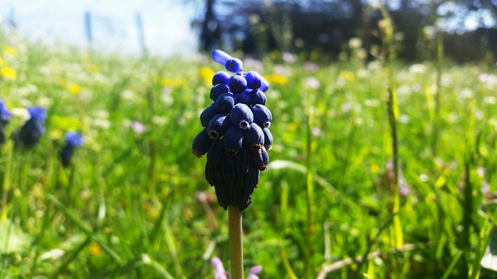 Summer Flower