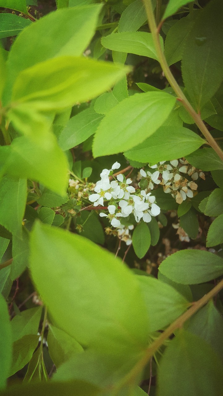 flower & leaf