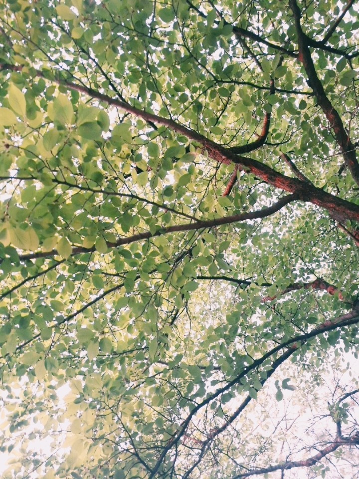 shiny tree~~