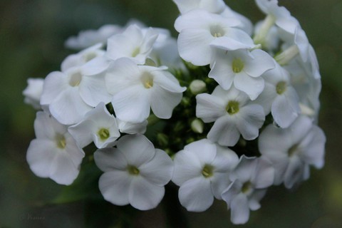O.V. ♡ my flowers