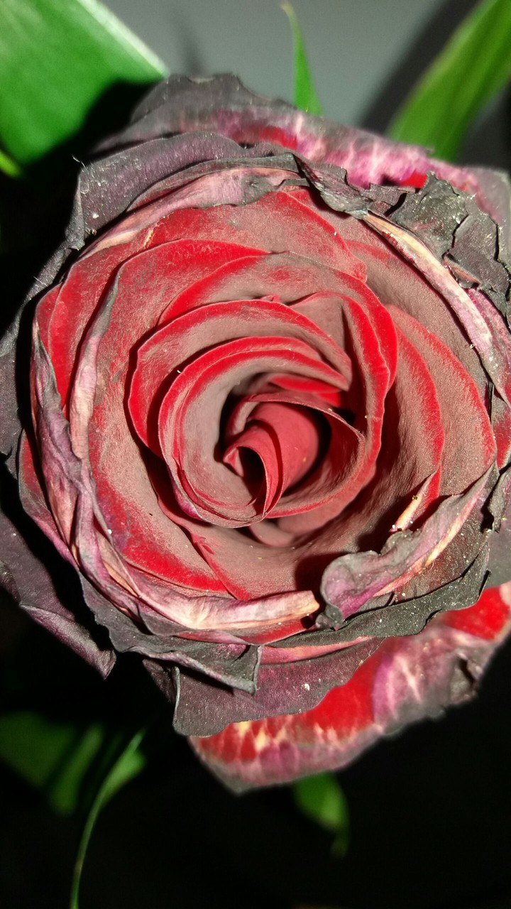 rose