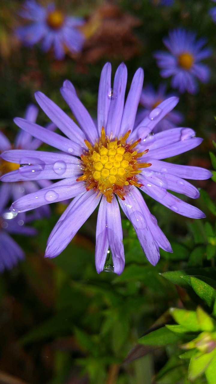 Drops of the water