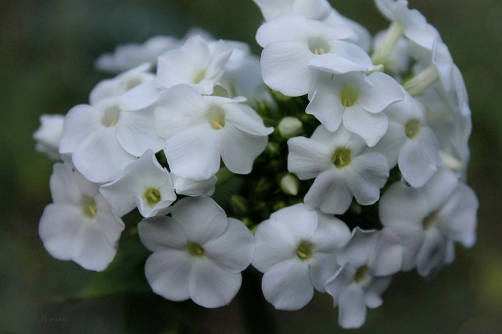 O.V. ♡ my flowers