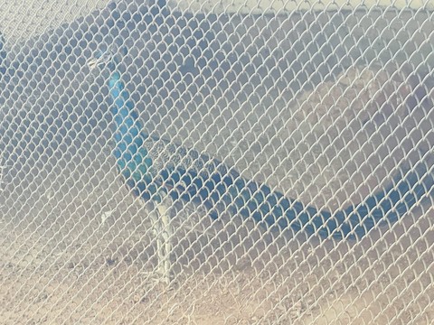 net, landfowl wallpapers