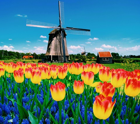tulip壁紙