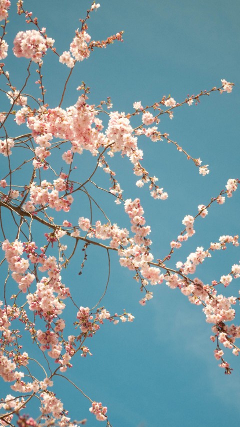spring, branch wallpapers