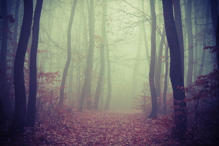 woodssssss.....       SleNDerMan