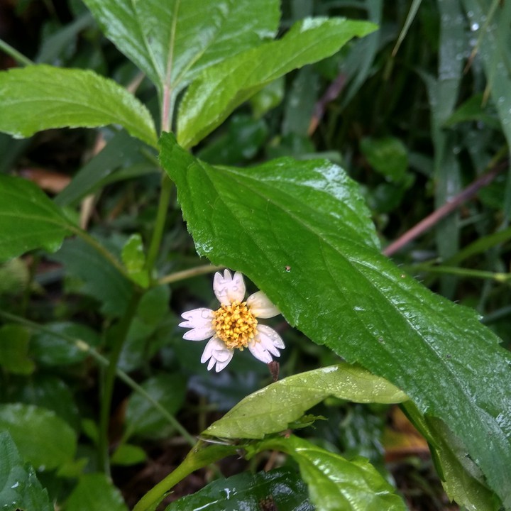 White king flower...