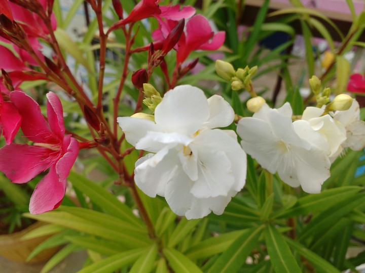 flower