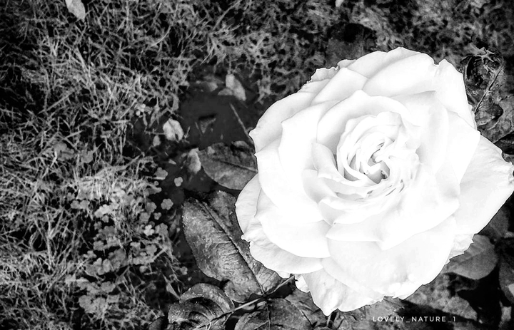 White flower