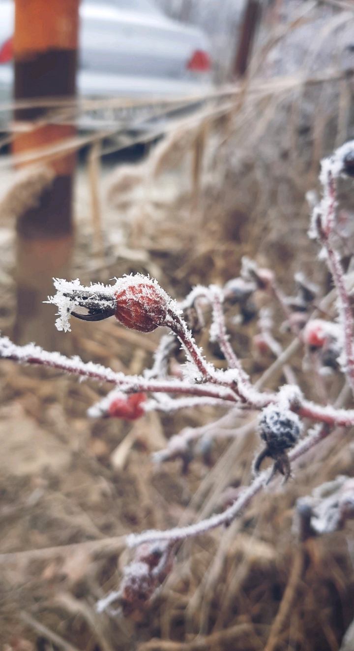 rosehip in winter