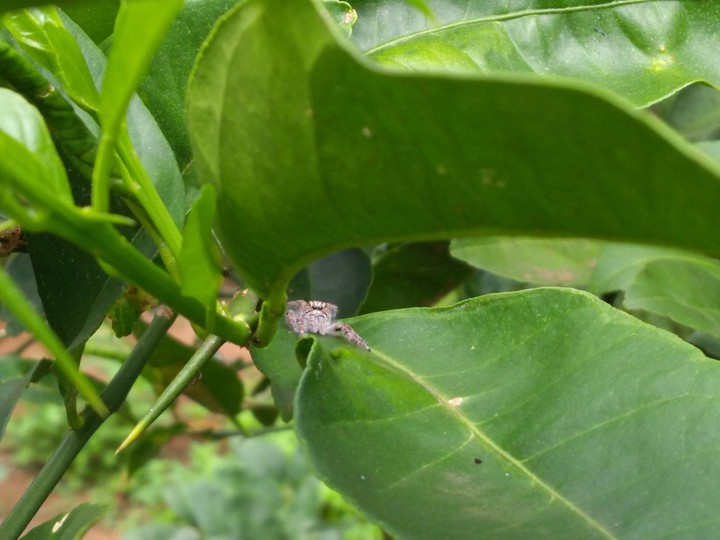 Spider