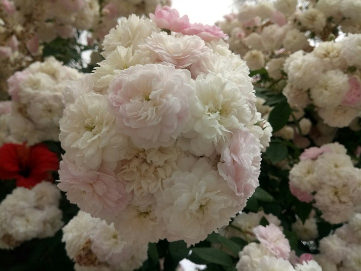 flowers