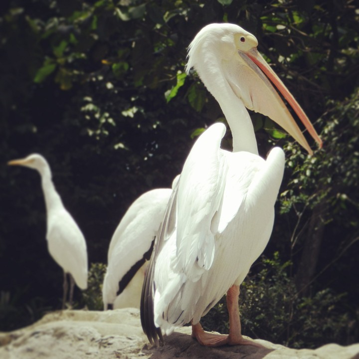bird