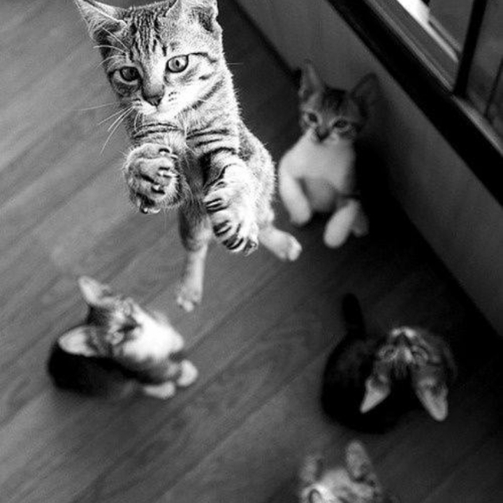 cats jump