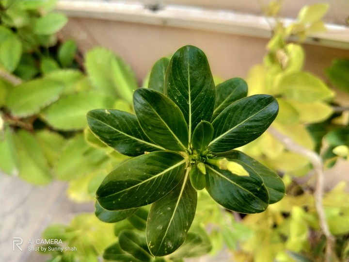 Green leaves