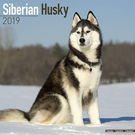 Husky Siberiano,Fofo?