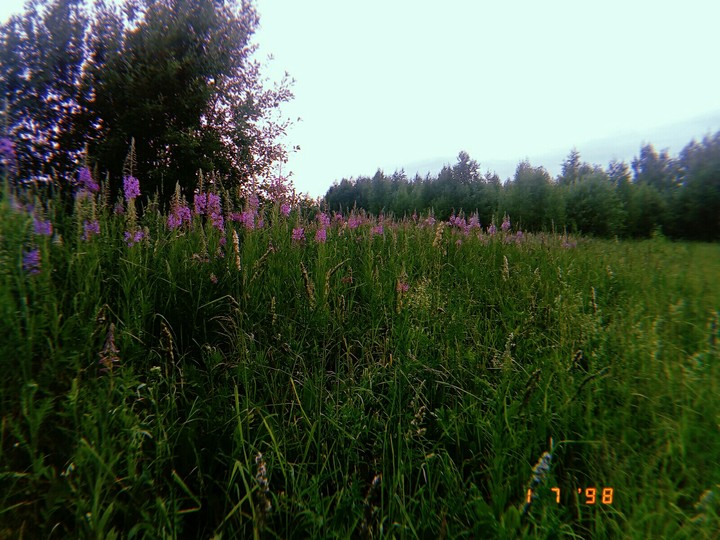 лес
