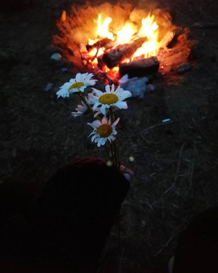 evening in the forest