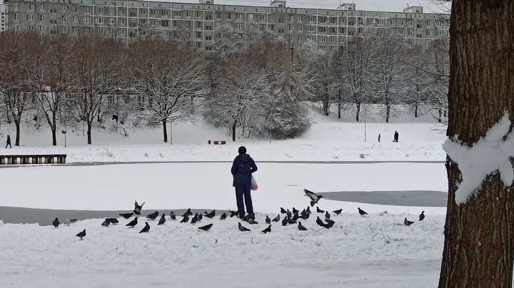winter and pigeons