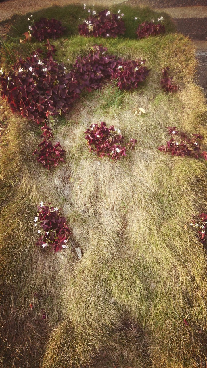 fluffy grass