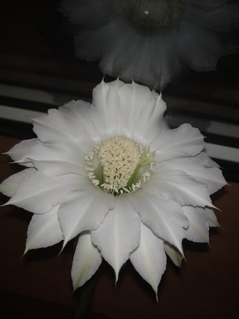 papéis de parede White, petal