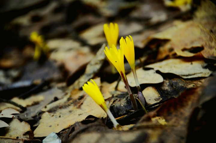 Spring kashmir