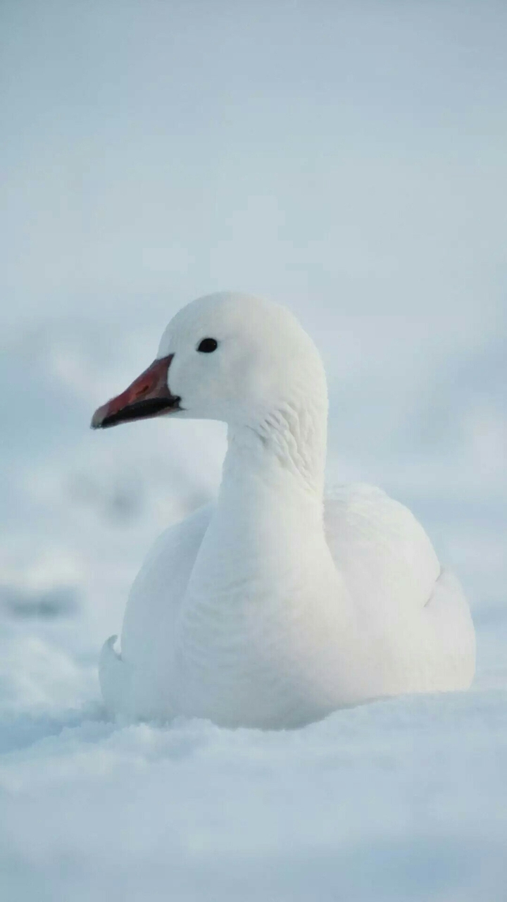white duck