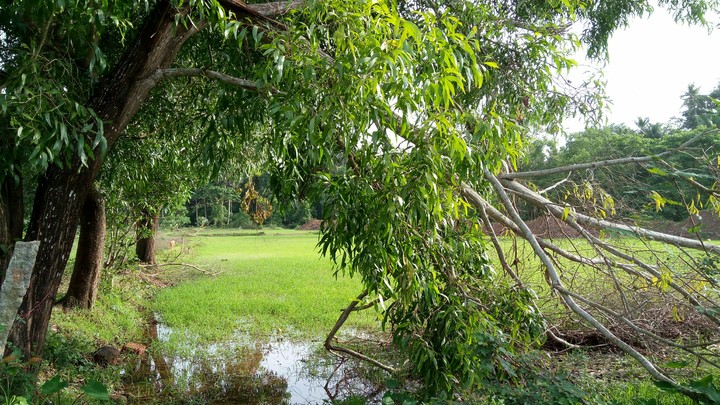 after the rains
