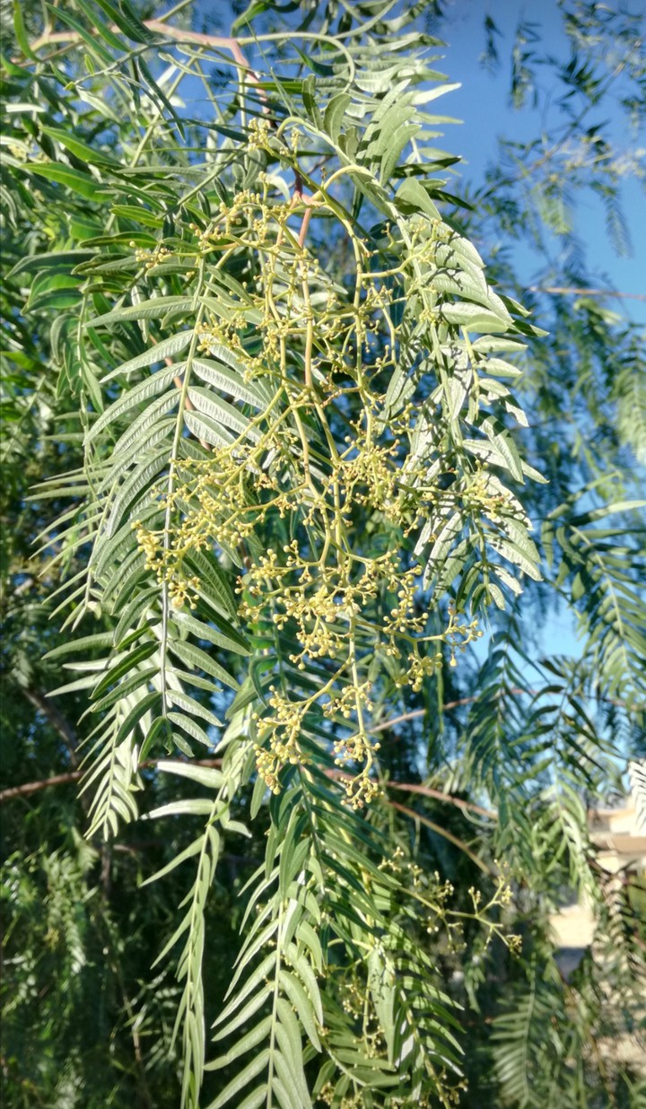 Schinus terebinthifolius/ Árbol de pimienta rosa