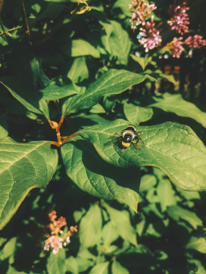 bee